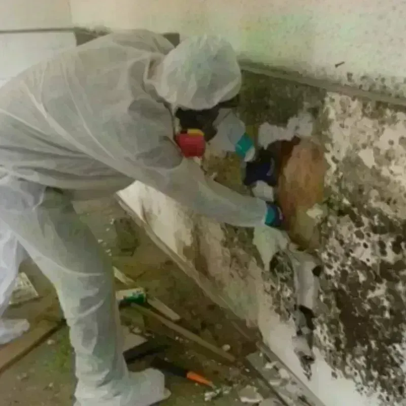 Mold Remediation and Removal in Inez, TX